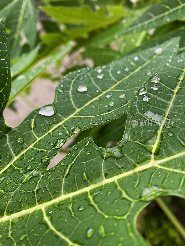 绿色奶酪植物(Monstera deliciosa)叶子的全帧图像，水滴附着在光滑的叶子表面，升高的视野